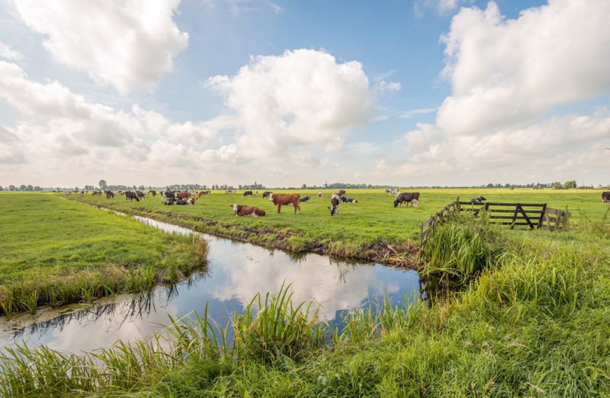 Langerak in de Alblasserwaard