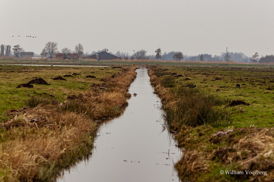 Sloot in de Alblasserwaard