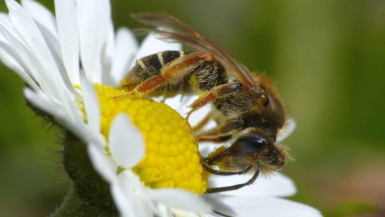 Een close-up van een bij die stuifmeel haalt uit een bloem met een geel hart en witte bladeren