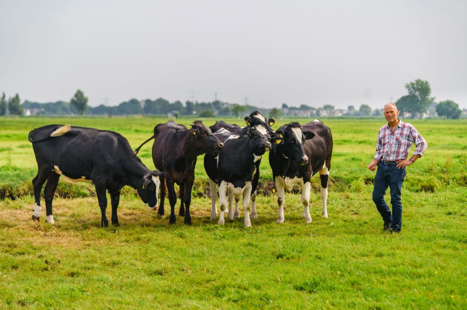 Boer Ad van Rees staat naast vier van zijn koeien in een weiland