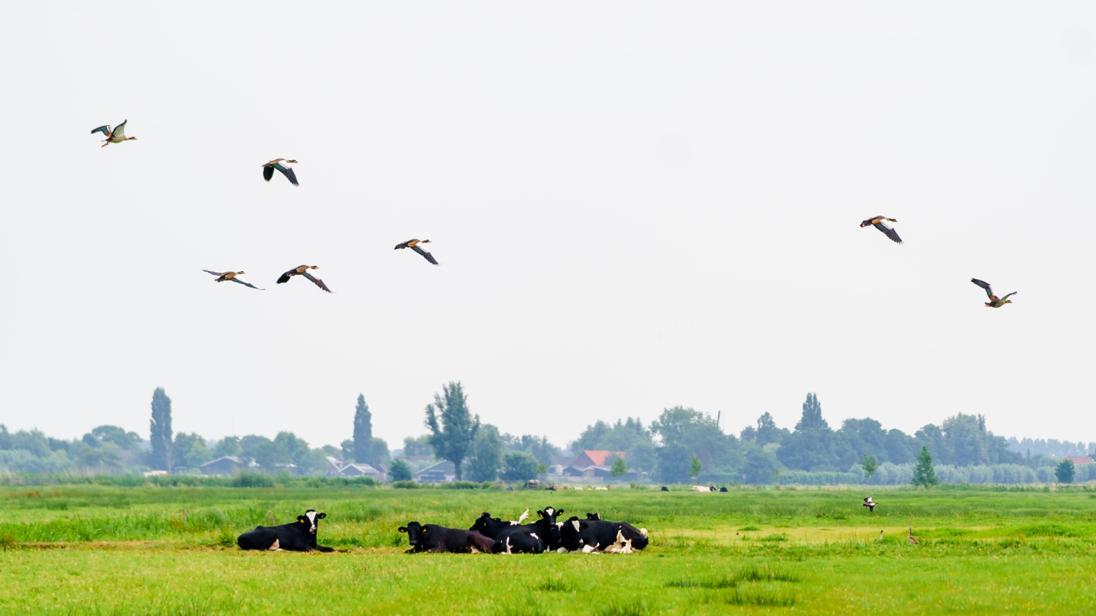 Een groepje koeien ligt in een weiland, op de achtergrond bomen en een dorpje, vogels vliegen over de koeien heen