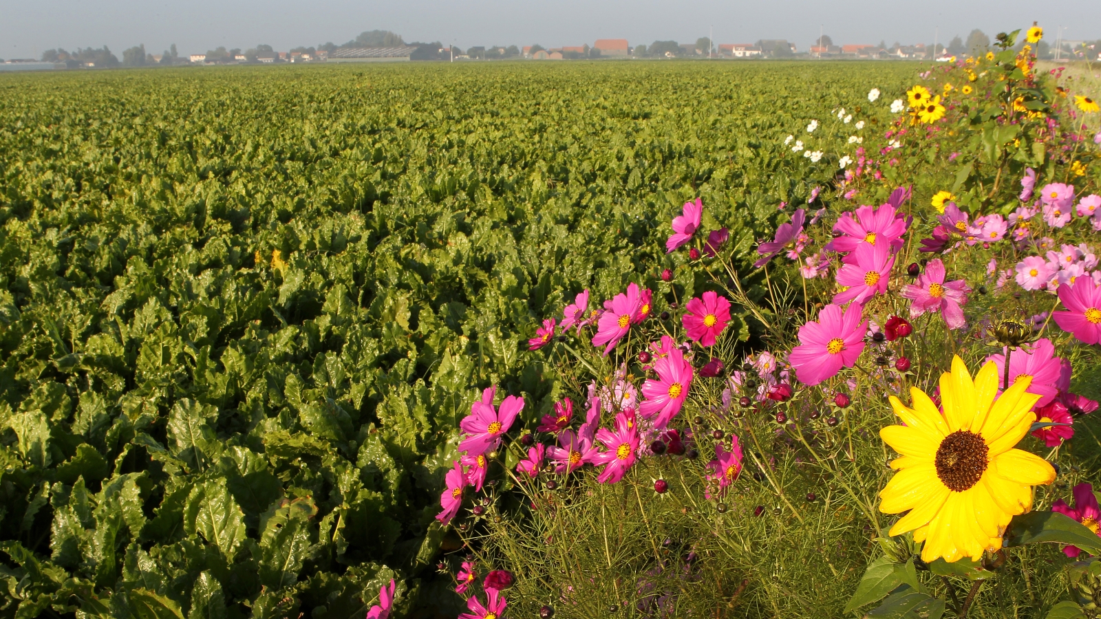 Een groot veld met gewassen, op de achtergrond bebouwing; langs het veld staat een strook met roze en gele veldbloemen