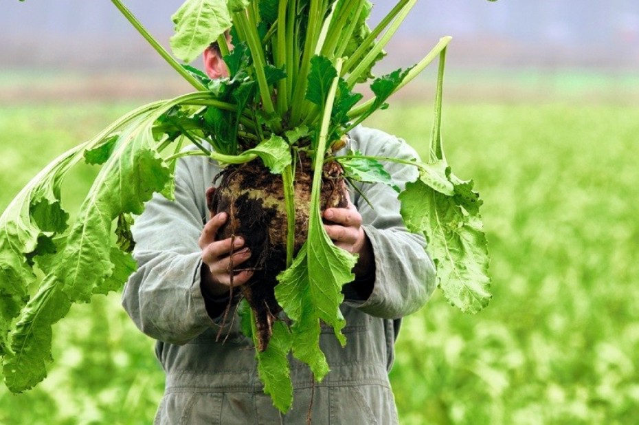 Een boer houdt een enorme suikerbiet vast met de bladeren er nog aan; hij staat in een veld en zijn gezicht gaat schuil achter het gewas.