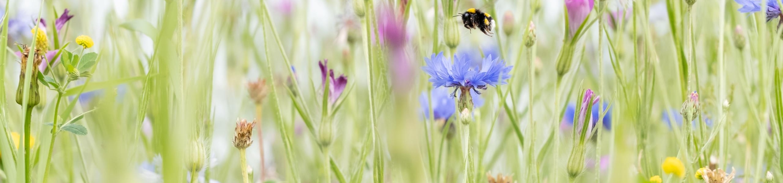 Eenb blij vliegt tussen de gekleurde veldbloemen