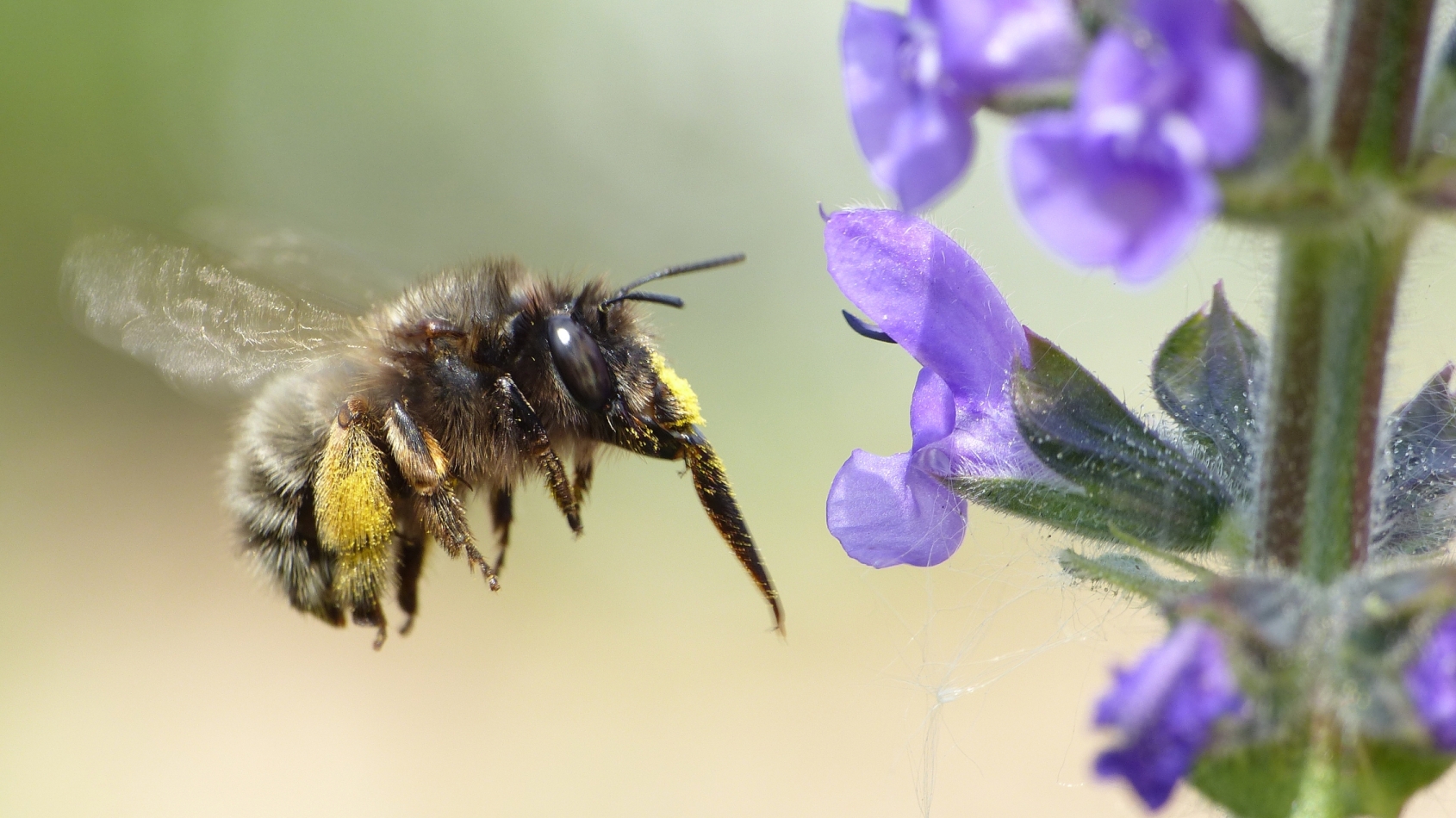 Close-up van een bij die naar een paarse bloem vliegt