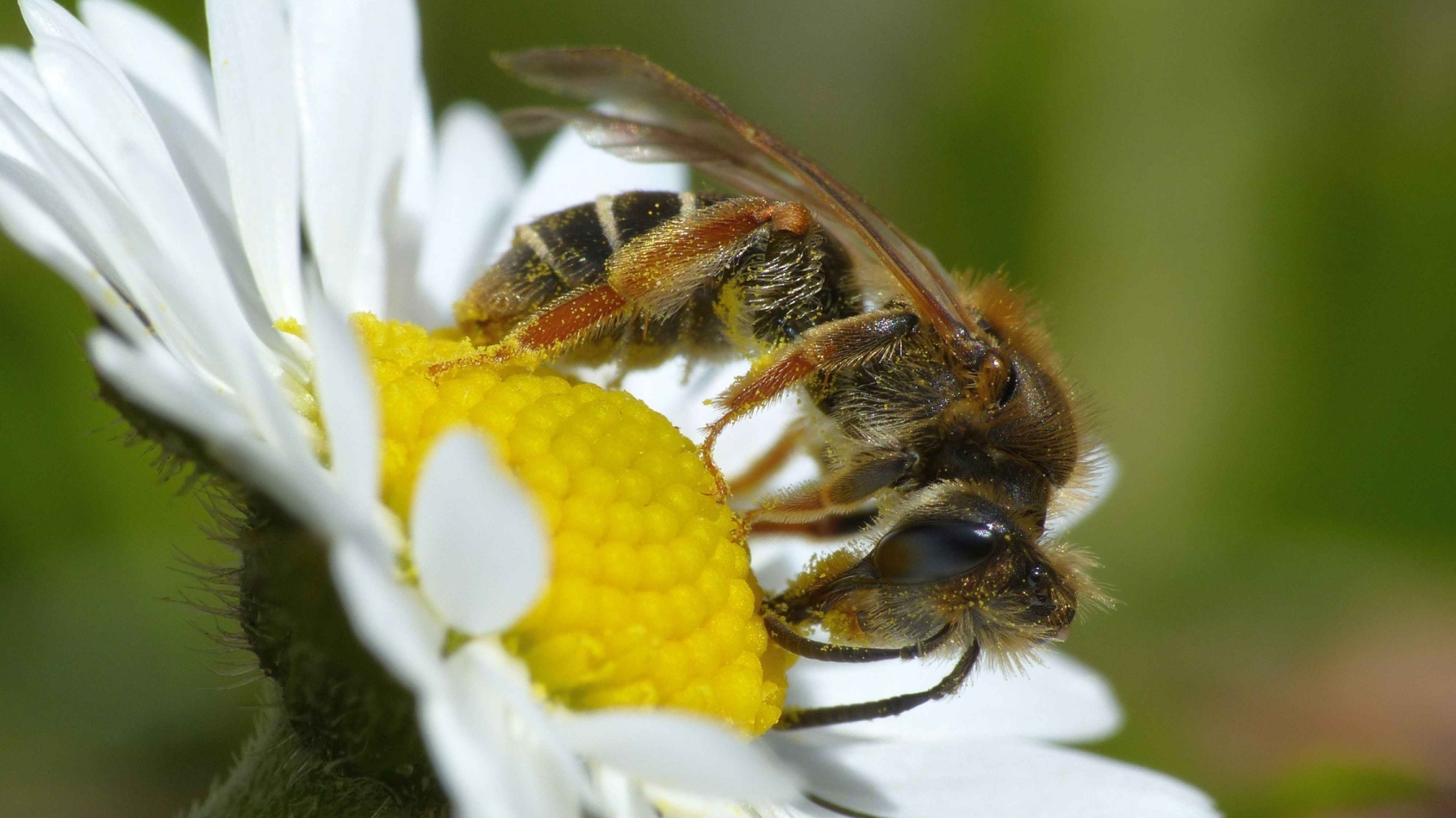 Bij op witte bloem met gele kern