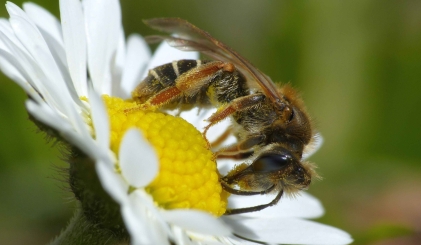 Bij op witte bloem met gele kern