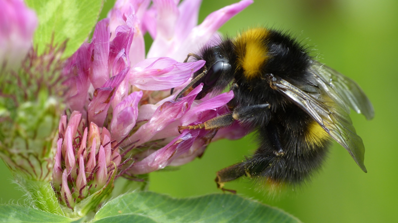 Bij eet nectar uit paarse bloem, close-up