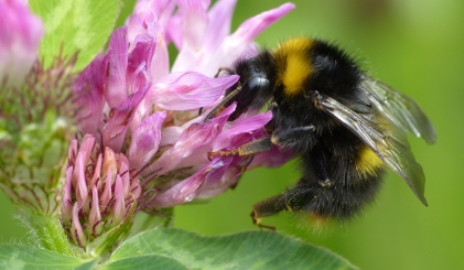 Bij eet nectar uit paarse bloem, close-up