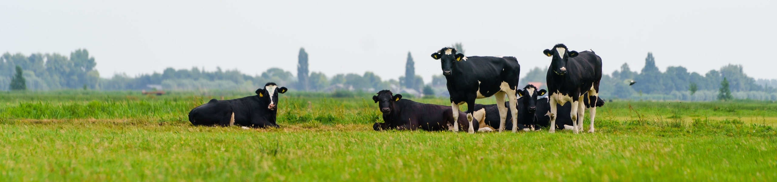 Een groepje koeien staat in een fris, groen weiland met op de achtergrond de countouren van bebouwing