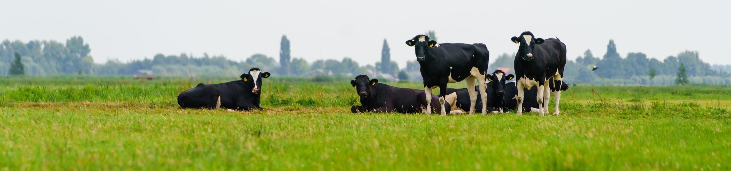 Een groepje koeien staat in een fris, groen weiland met op de achtergrond de countouren van bebouwing