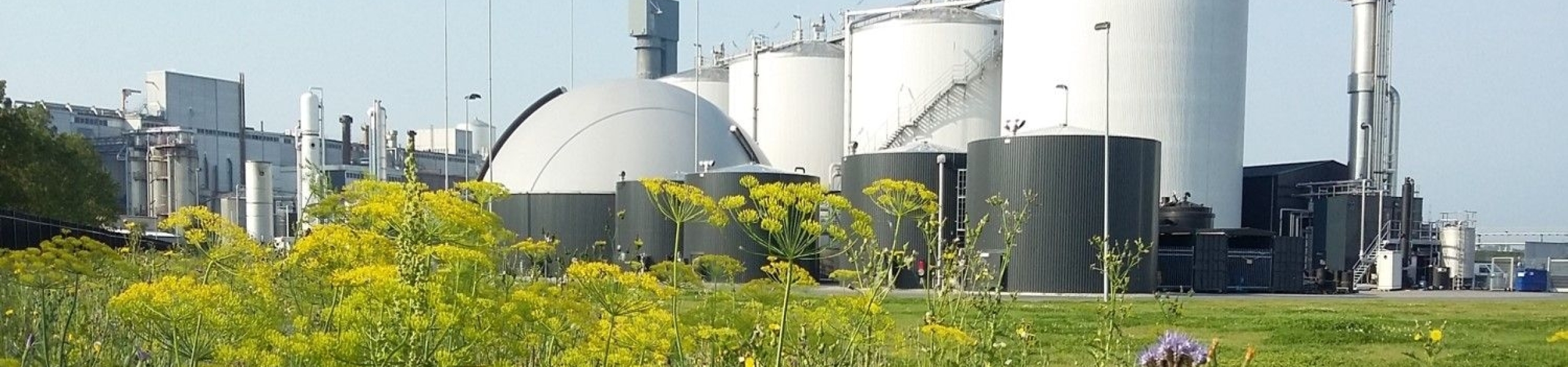 Bloemenweide met industrie op de achtergrond