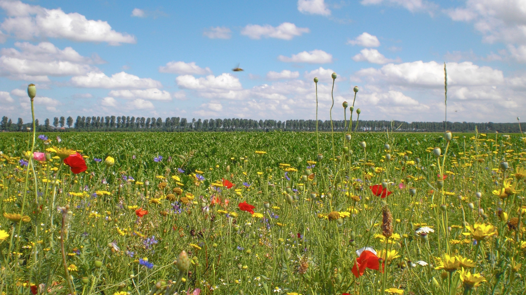 Op de voorgrond gekleurde veldbloemen, op de achtergrond een veld met gewassen