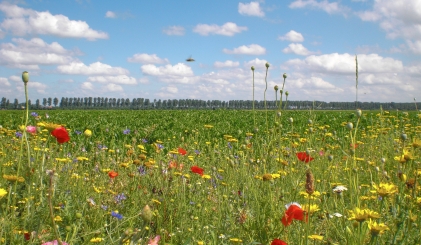 Op de voorgrond gekleurde veldbloemen, op de achtergrond een veld met gewassen