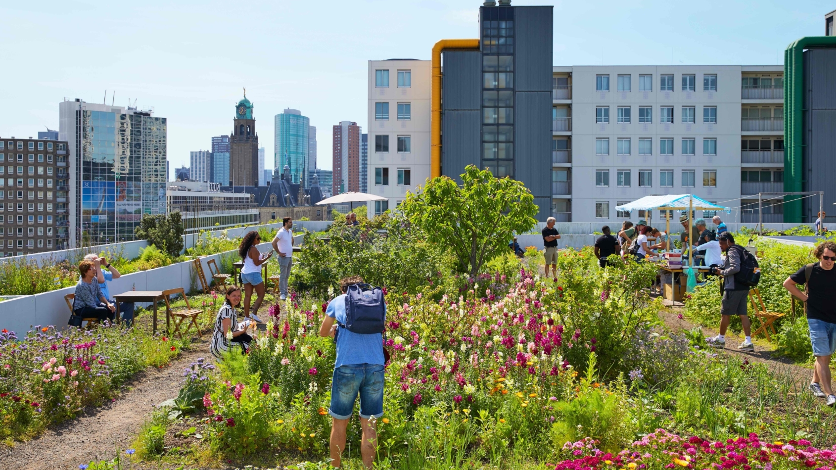 Een groen dak op een hoog gebouw in Rotterdam, mensen lopen op het dak tussen de planten door. Op de achtergrond nog hogere gebouwen.