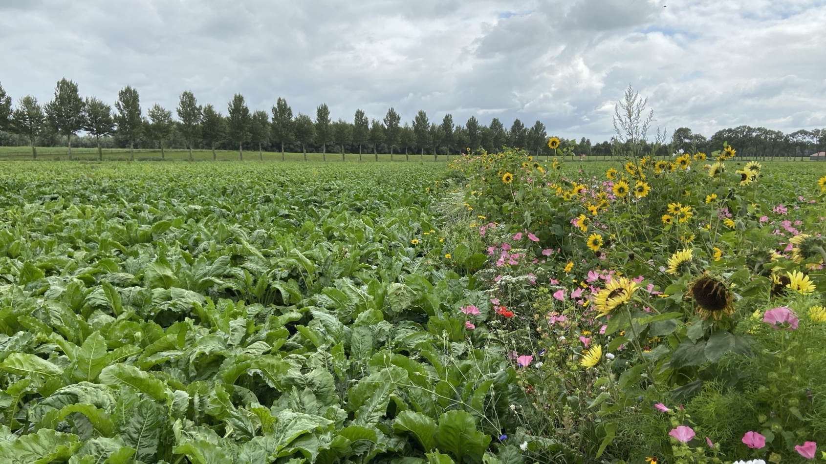 Demoveld kruidenrijkke akkerrand: de gewassen staan naast een strook veldbloemen waaronder zonnebloemen