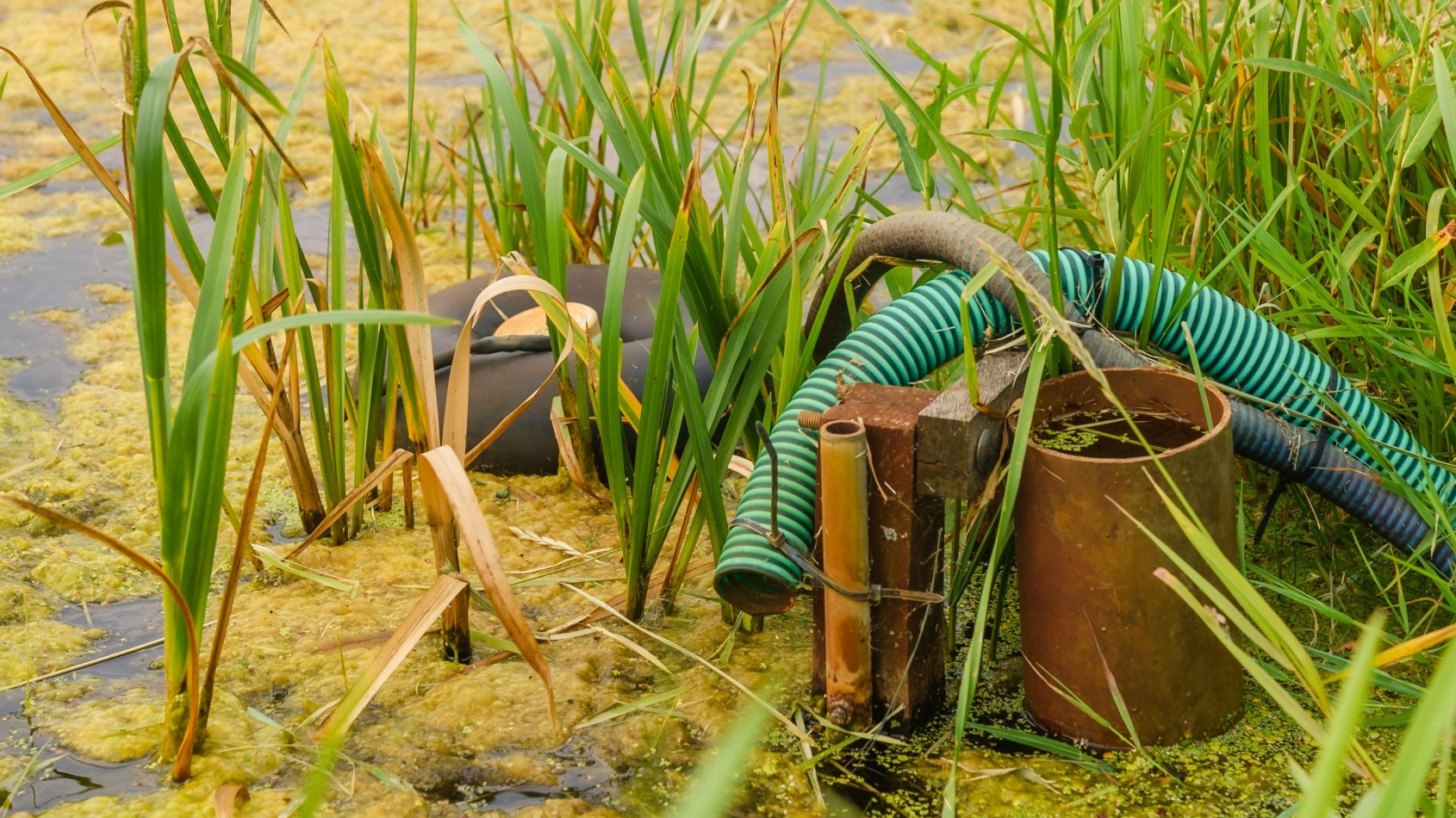 In een met een laagje groen bedekte sloot is te zien dat het waterpeillager slootwaterpeil ten opzichte van grondwaterpeil in buis