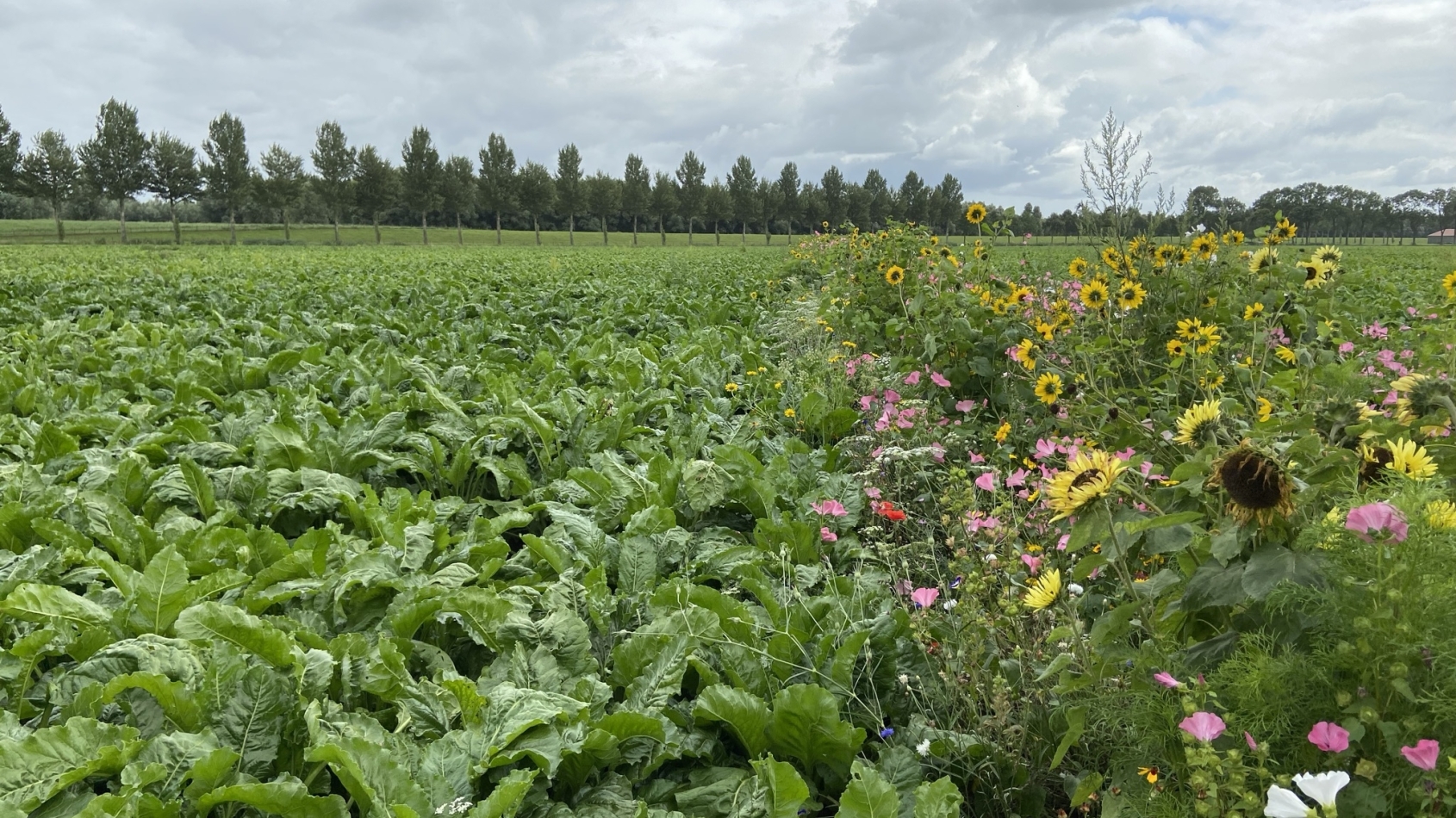Bloemrijke akkerrand: gewassen staan naast een strook met kleurrijke veldbloemen