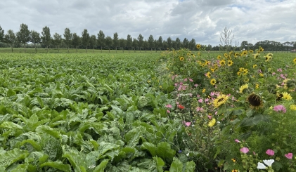 Bloemrijke akkerrand: gewassen staan naast een strook met kleurrijke veldbloemen