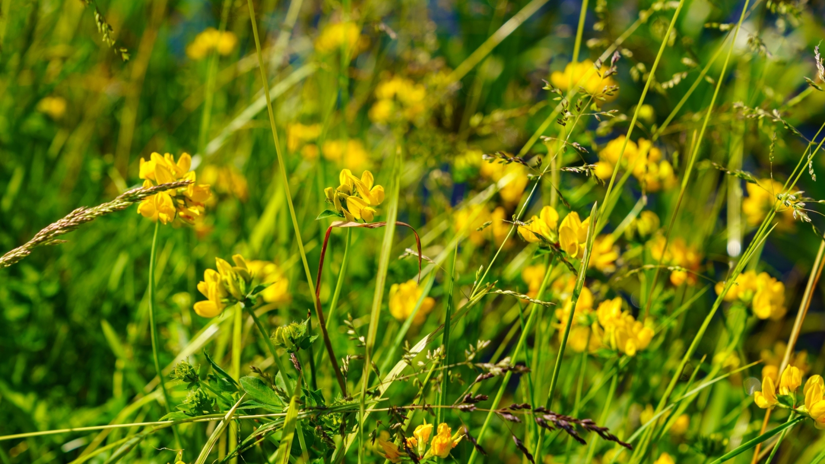 Close-up van gras met gele bloemen