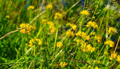 Close-up van gras met gele bloemen