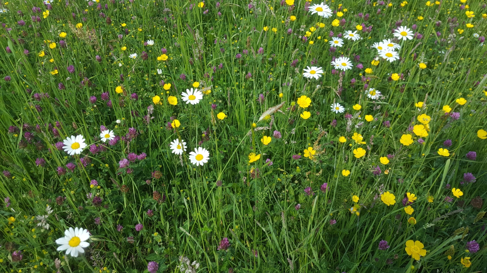 Ingezoomde foto van een grasveld met witte en gele bloemen