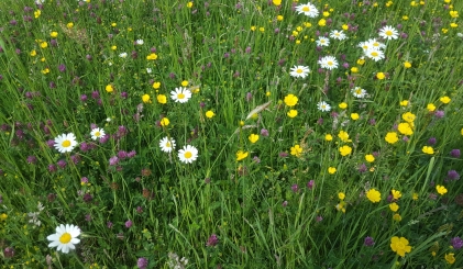 Ingezoomde foto van een grasveld met witte en gele bloemen