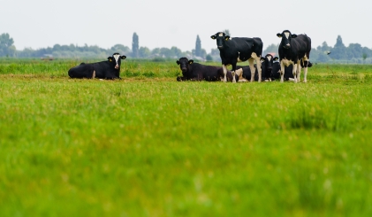 Een groepje zwart-witte koeien in een frisgroen weiland met op de achtergrond de contouren van bebouwing