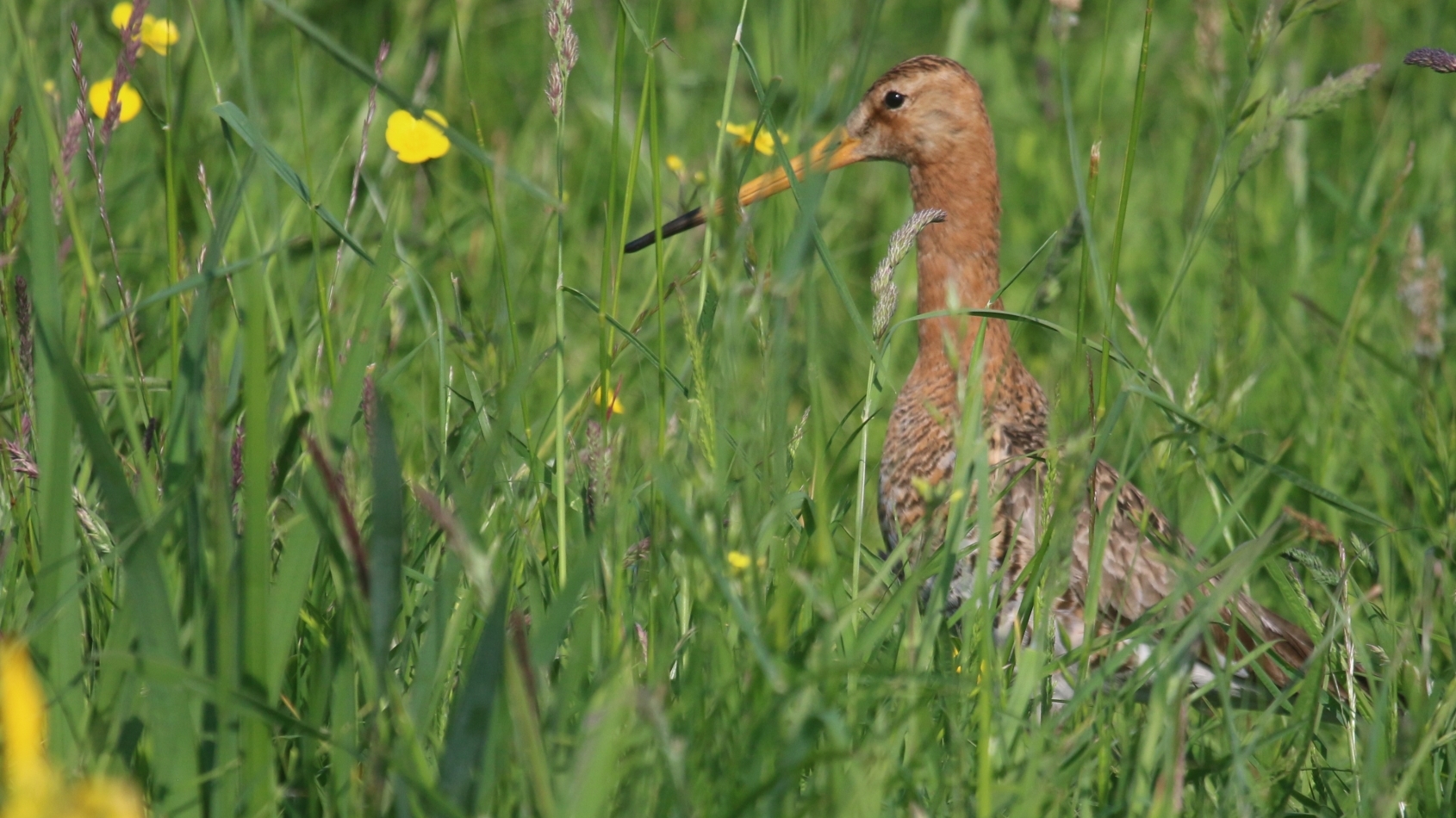 Een grutto staat in het gras