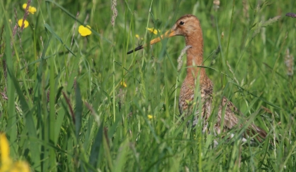 Een grutto staat in het gras