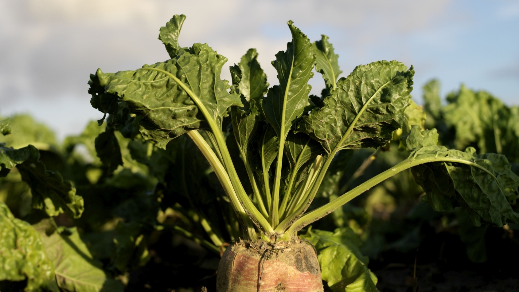 Close-up van een suikerbiet in het veld