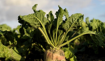 Close-up van een suikerbiet in het veld