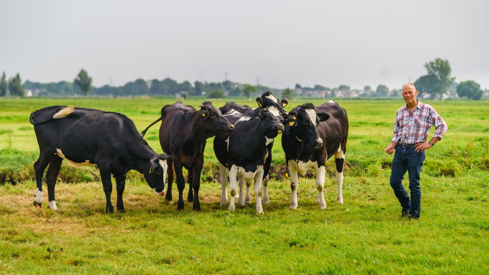 Boer staat naast vier koeien in een weiland
