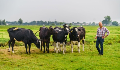 Boer staat naast vier koeien in een weiland