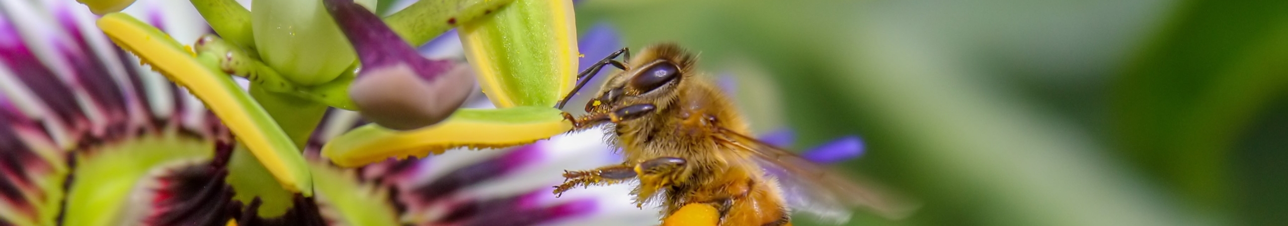 Bij met stuifmeel op passiebloem