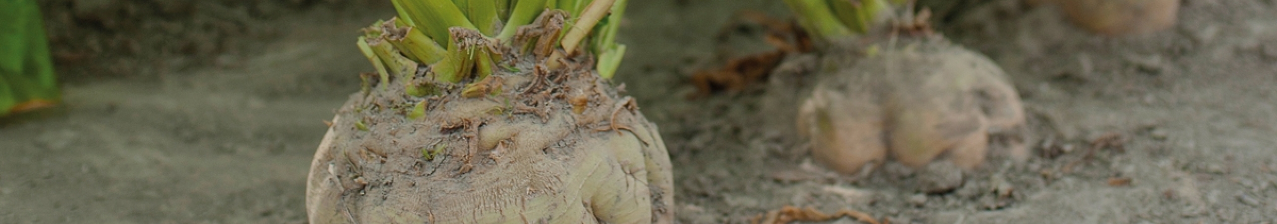 Close-up van een suikerbiet in het veld