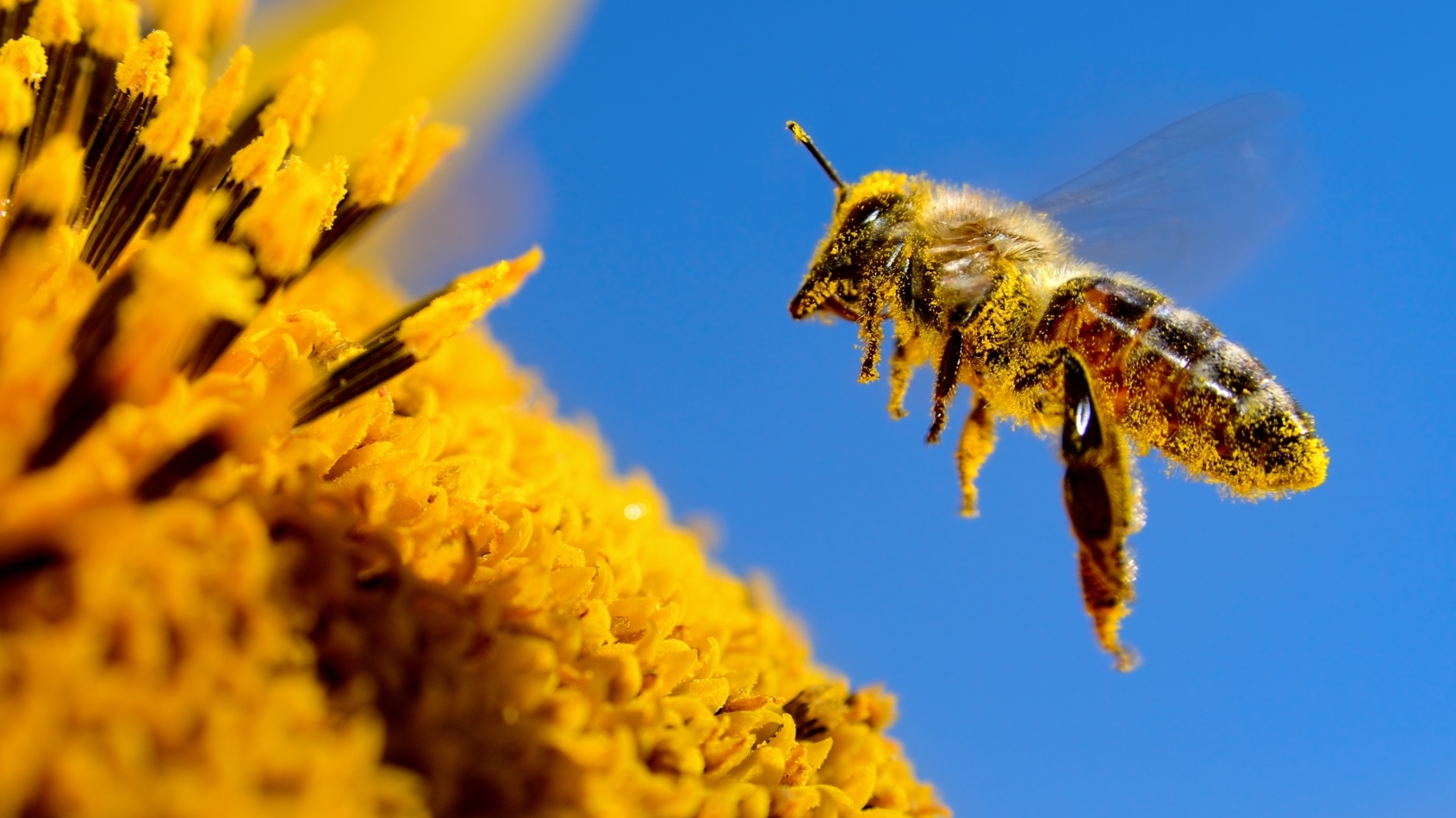 Een close-up van een bij die aan komt vliegen bij het hart van een gele bloem