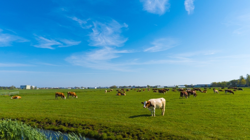 Koeien staan in het weiland naast een slootje, met een blauwe lucht erboven