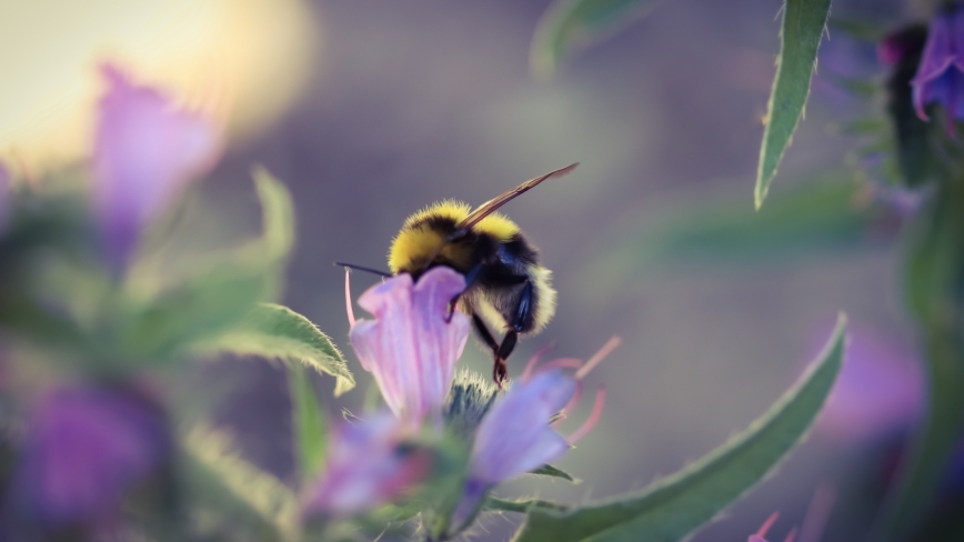 Close-up van een bij op een paarse bloem met vervaagde achtergrond