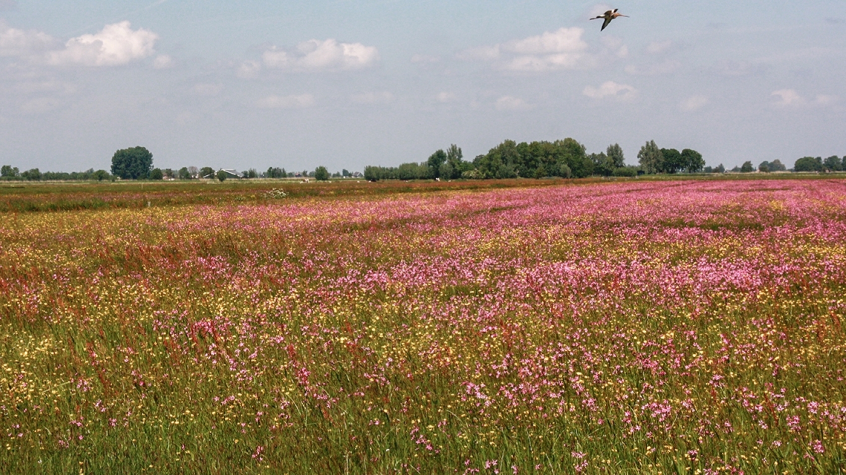 Kruidenrijk grasland met een rij bomen op de achtergrond en een vogel in de lucht