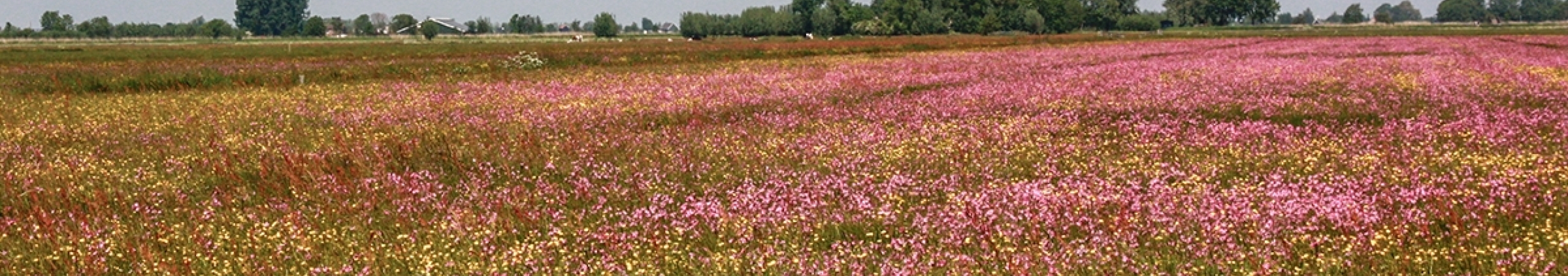 Kruidenrijk grasland met een rij bomen op de achtergrond en een vogel in de lucht