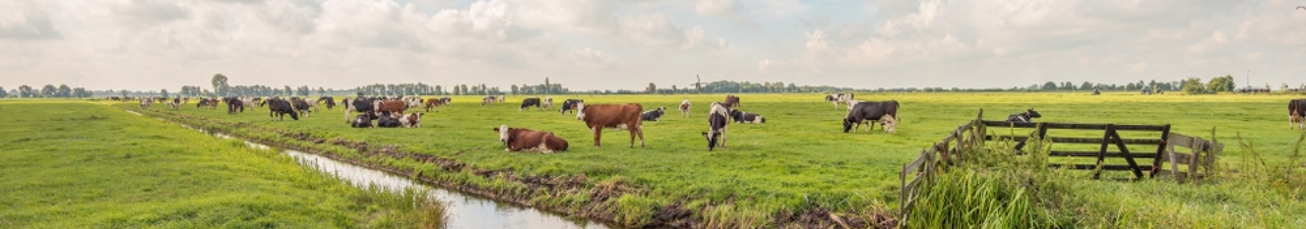 Langerak, Alblasserwaard