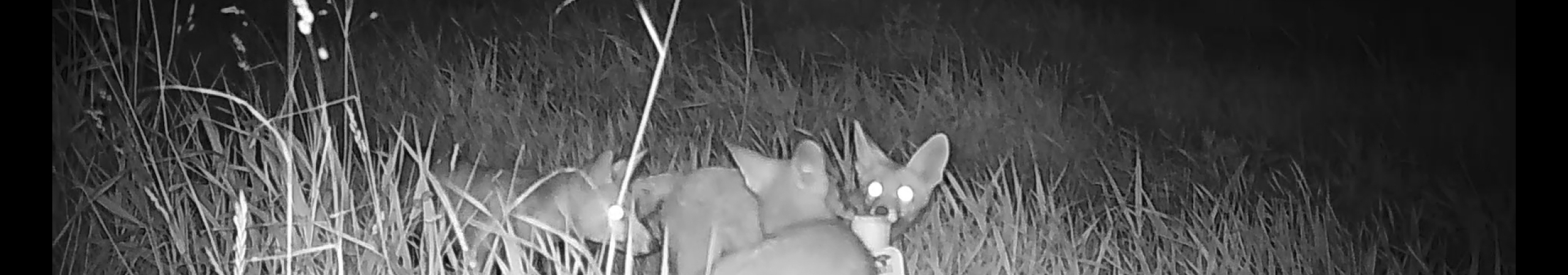 Foto van een vos met 4 jongen gemaakt met de wildlife camera