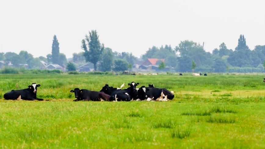 Koeien in het groene gras in de Alblasserwaard