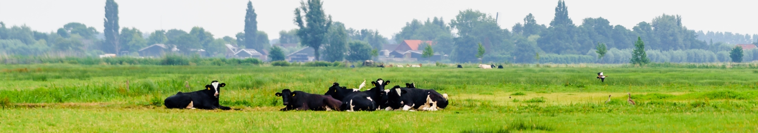 Koeien in het groene gras in de Alblasserwaard