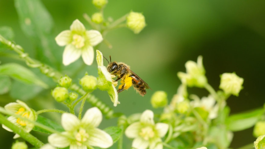 Heggenrankbij zit op een witte bloem