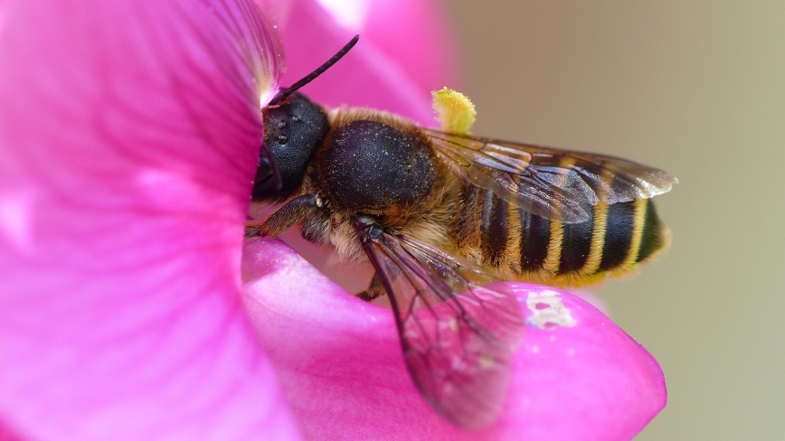 Lathyrusbij haalt nectar uit een bloem