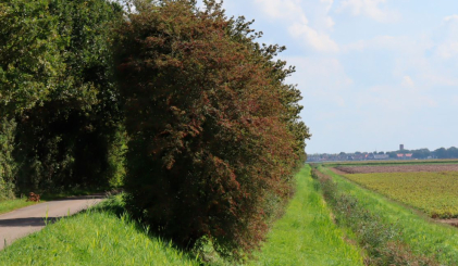 Groenblauwe dooradering: Integratie van natuur en water in landschap.