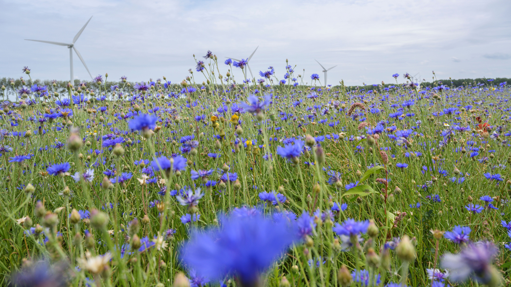 bloemrijke akkerranden