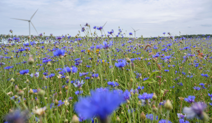 bloemrijke akkerranden